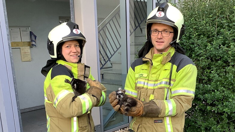 Ein besonderer Einsatz für die Feuerwehr Dresden. Zwei Waschbären hatten sich in einen Hausflur verirrt.