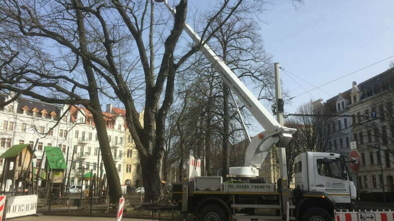 Am Spielplatz August-Bebel-Platz in Görlitz wurde am Dienstag ein Ahornbaum gefällt.