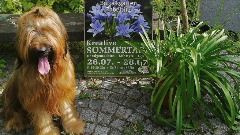Briard Artur ist nicht nur Erika Koopmann Liebling, sondern auch der heimliche Star der Zabeltitzer Gartentage. Und natürlich kommt er am Wochenende mit.