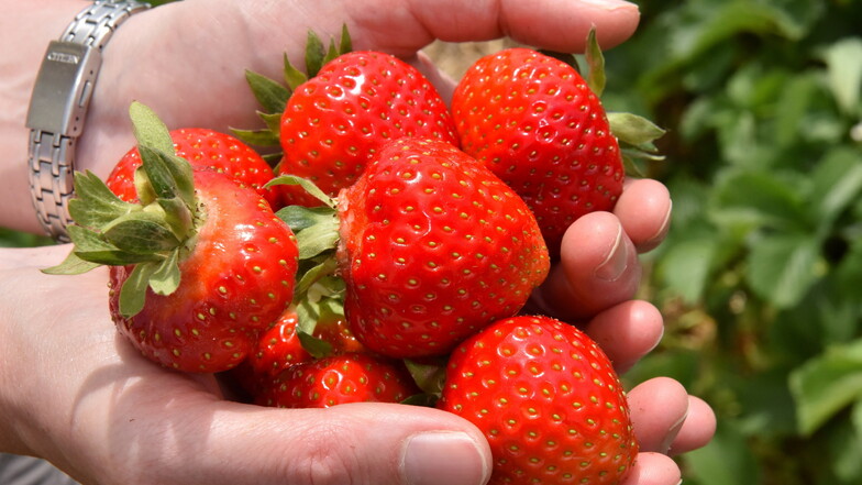 Dippoldiswalde: Die Erdbeeren sind reif