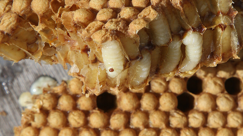 Eine Varroa-Milbe sitzt in einer Wabe: Die Parasiten verursachen immense Schäden, ganze Bienenvölker gehen zugrunde.