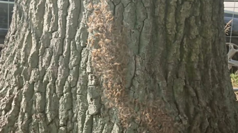 An einem Baum in Dresden-Klotzsche sind die gefährlichen Raupen des Eichenprozessionsspinners zu sehen.