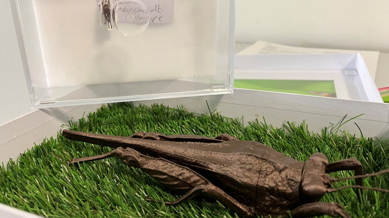 Die Phelene reinschmidti trägt den Namen des Karlsruher Zoodirektor Matthias Reinschmidt. Auch ein 3-D-Modell von der neu beschriebenen Heuschreckenart aus Ecuador bekam der Zoodirektor zu seinem Geburtstag.