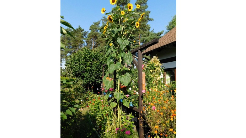 Vielerorts stehen inzwischen auch meterhohe Sonnenblumen in Gärten, so wie in Krauschwitz.
