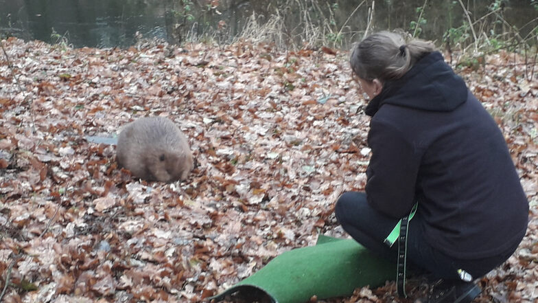 Manuela Kleemann von der Wildtierrettung des Görlitzer Tierparkes sorgte vergangene Woche mit dafür, das ein verletzter Biber versorgt und später an einem sicheren Ort ausgesetzt wurde.