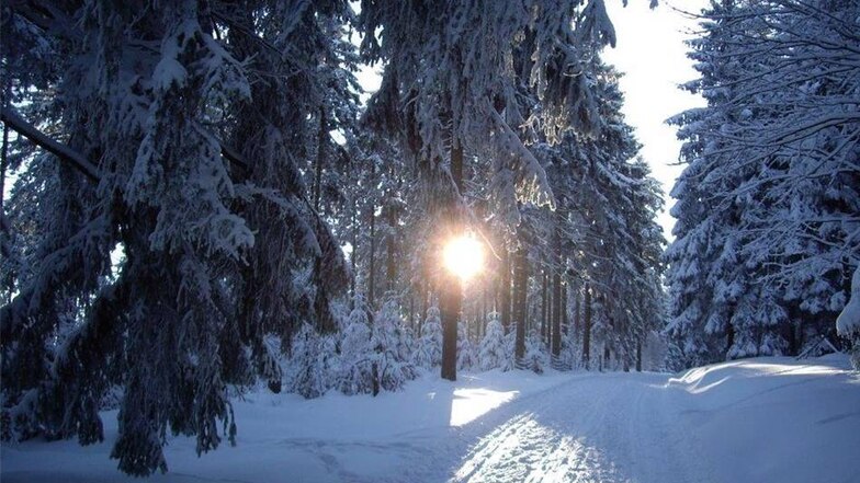Osterzgebirge. Dieter Böhme aus Dippoldiswalde faszinierte die tiefstehende Sonne im verschneiten Wald. Uns auch. "Sonne lacht durch die Bäume" nannte er sein Motiv.