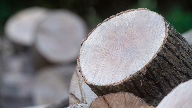 Holz aus sächsischen Wäldern wird immer teurer.