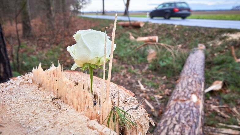 Unfallstelle an der S159 bei Stolpen: Am Baum, an dem der 28-Jährige starb, steckt eine weiße Rose.