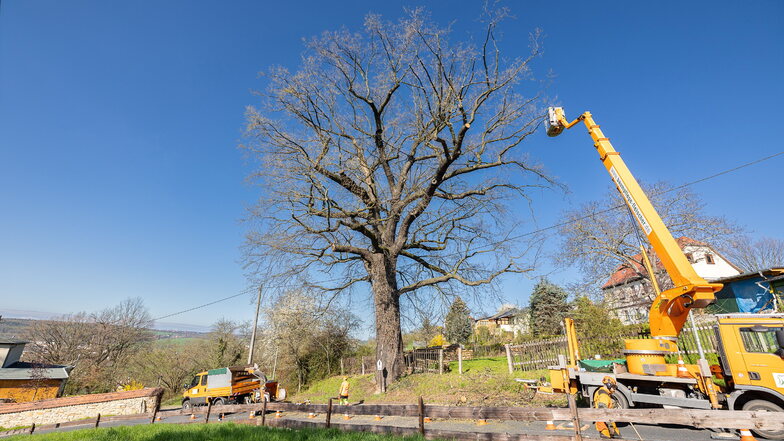Die Pesteiche von Pesterwitz ist einer von 16 besonders geschützten Bäumen in Freital.