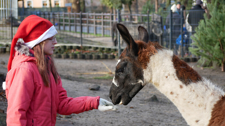 Auch die Tiere im Zoo Hoyerswerda werden zu Weihnachten mit besonderen Gaben bedacht.