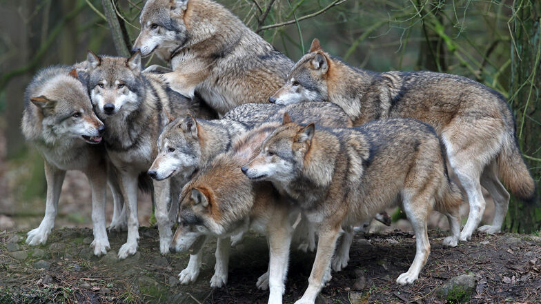 Die Wölfe vermehren sich weiter in Deutschland.