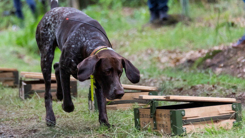 Ein Hund schnüffelt nahe Ottendorf-Okrilla an präparierten Kisten. Spürhunde sollen zur Unterbrechung der Infektionsketten für die regelmäßige, systematische Suche nach verendeten Tieren eingesetzt werden.
