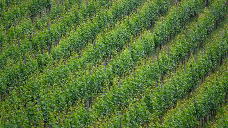 Die Pflanzen an den Weinbergen sehen wieder grün aus - doch der Ertrag wird wohl mager ausfallen.