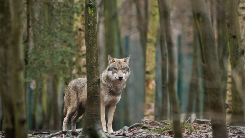 Immer wieder werden Wölfe im Landkreis Mittelsachsen gesichtet. Bisher nur als Durchwanderer.