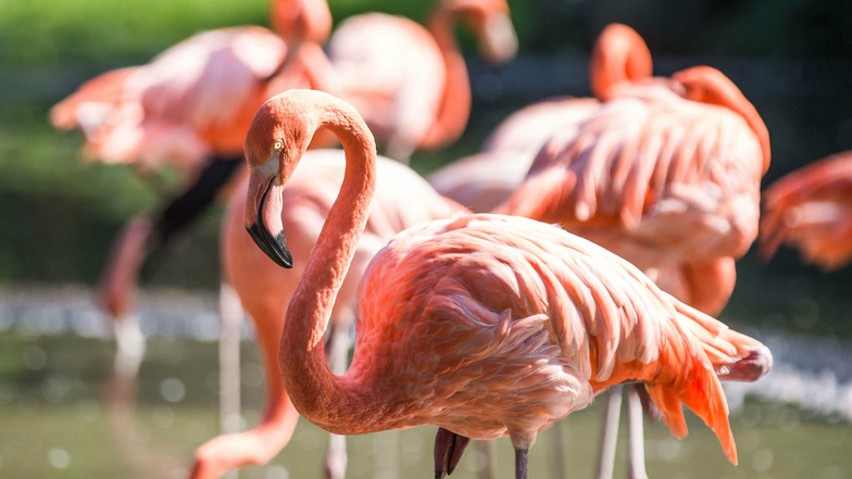 Im Zoo Dresden sollen Besucher die Flamingos bald hautnah erleben können.