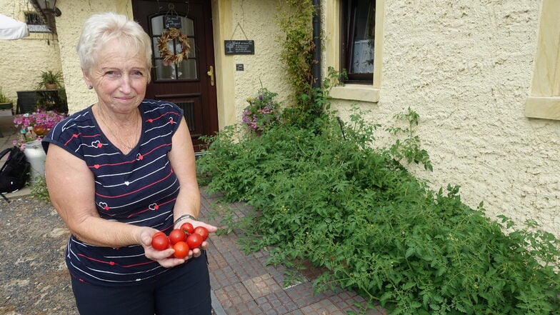 Martina Schramm erntet jede Menge Früchte von der Monstertomate, die vor ihrer Haustür wuchert.