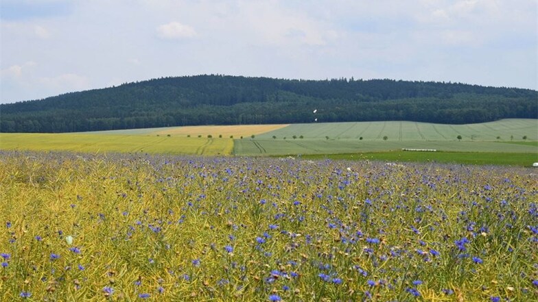 Kornblumenblaue Idylle zu Füßen der Königshainer Berge. Das FFH-Gebiet ist umgeben von Feldern. Die Traubeneichen-Buchenwälder gehören mit zu den Besonderheiten des kleinen Gebirges. Foto: Constanze Junghanß