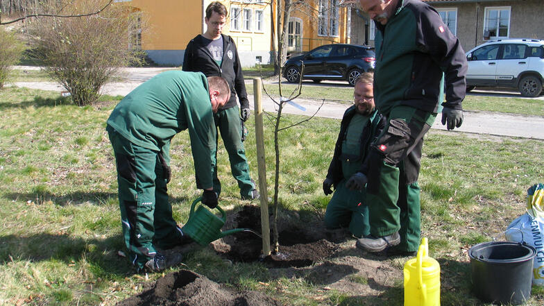 Finanziert durch die Stadtwerke wurden im April 2022 drei Apfelbäume auf dem Gelände des Kiez in Weißwasser gepflanzt. Es war der Kick-off für die Aktion „30 Bäume für 30 Jahre“. Es kamen aber viel mehr Bäume hinzu.