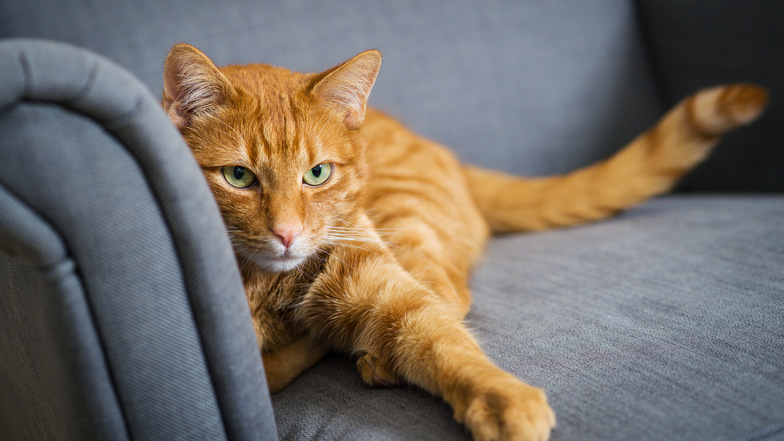 Mit Clicks und Belohnung kann man die Katze dazu bringen, auf Sessel oder Sofa zu springen.