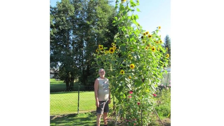 "Ursprünglich wollte ich gar keine Riesenblume züchten", schreibt Hans-Jürgen Brauner aus Schönbach zu seiner 4,30 Meter hohen Sonnenblume. "Sie ist aus dem Vorjahressamen aus dem Boden aufgegangen und hörte einfach nicht auf zu wachsen."
