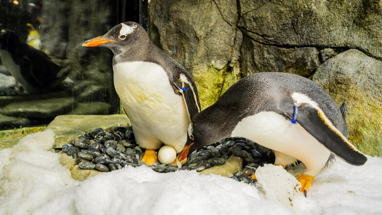 Die Eselspinguine Sphen (l) und sein Partner Magic bei der Pflege eines Eies im Sea Life Sydney Aquarium in Sydney.