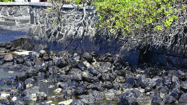 Die Felsen an der Küste von Mauritius sind mit Öl bedeckt.