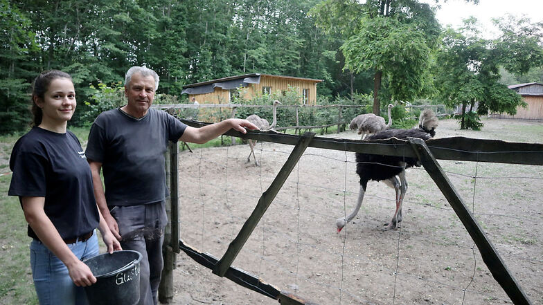 Wilfried Gabel (69) und Enkelin Kim-Laura füttern Straußenhahn Gustav und Henne Locke. Strauße sind keine Einzelgänger, sondern typische Herden- und Weidetiere.