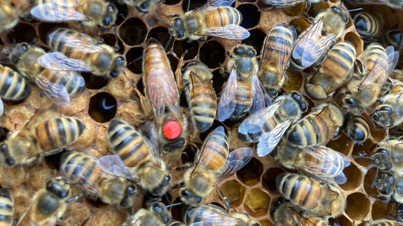 Buckfast-Bienen sind besonders widerstandsfähig, die Königin ist hier rot markiert. In diesen Tagen werden sie wieder aktiv.