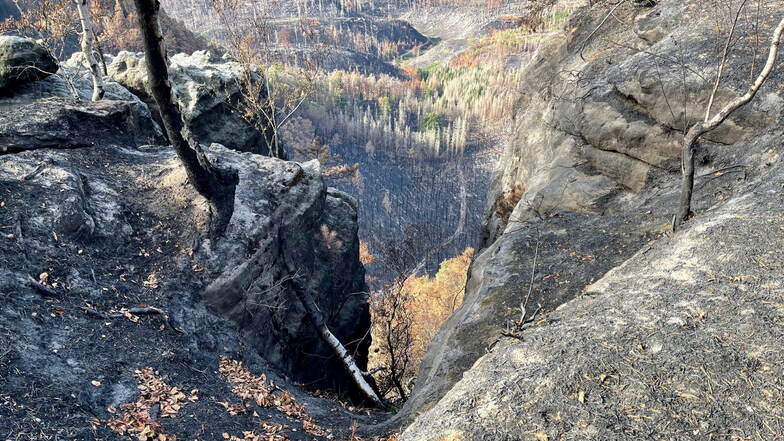 Sächsische Schweiz: Naturpark-Initiative entsetzt nach Brandflächen-Rundgang
