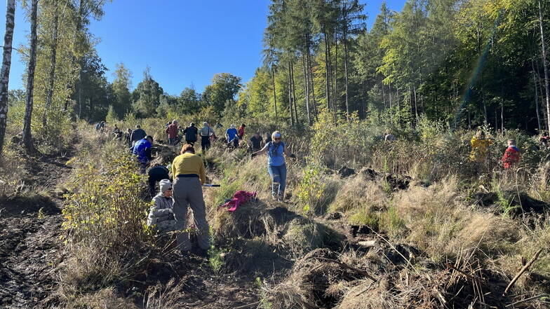 Die Görlitzer Oberlausitz-Stiftung hat die Initiative "Zukunftswald Oberlausitz" gestartet. Bereits 2023 pflanzten über 100 Freiwillige 2.000 neue Bäume in Königshain an.