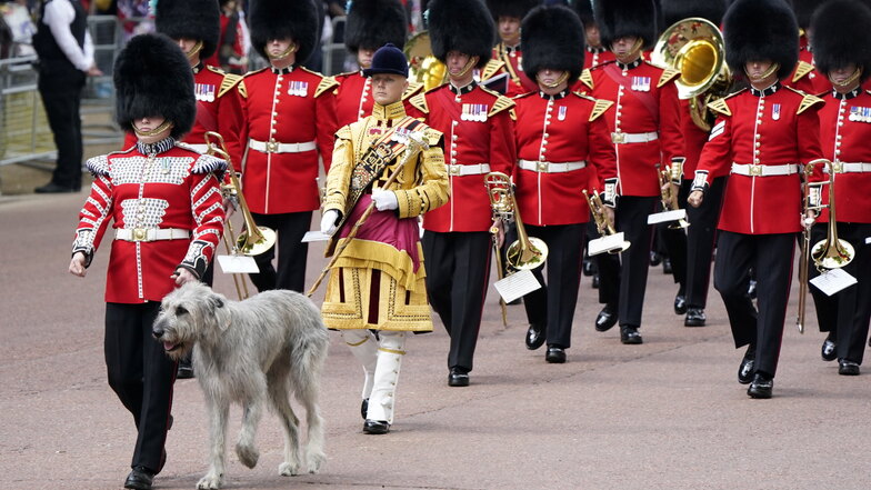 Seamus, ein irischer Wolfshund, führt die Garde an, die vor der Geburtstags-Parade Trooping the Colour am ersten von vier Tagen der Feierlichkeiten zum Platinjubiläum der Queen, auf der Horse Guards Parade marschiert.