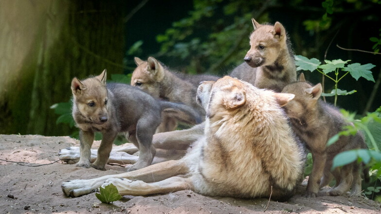 Nachwuchs für die Wolfsanlage im Wildgehege Moritzburg