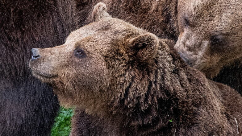 Die letzten Bären von Torgau: Eine aus der Zeit gefallene Tradition?