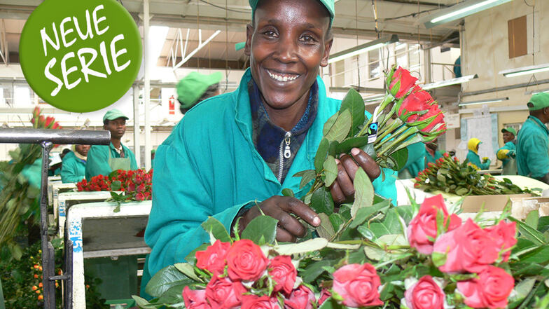 Ann Chepkirui aus Kenia bereitet Rosen für den Export vor, die es zum Beispiel bei Rewe, Blume 2000, Edeka, Aldi, Lidl, Kaufland und Real zu kaufen gibt.