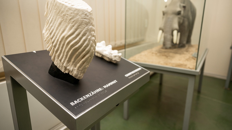 Görlitzer Senckenberg-Museum lädt zu Bärtierchen ins Weltall ein