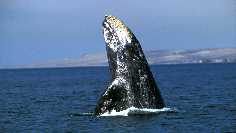Wale gelten für einige indigene Völker als heilig.