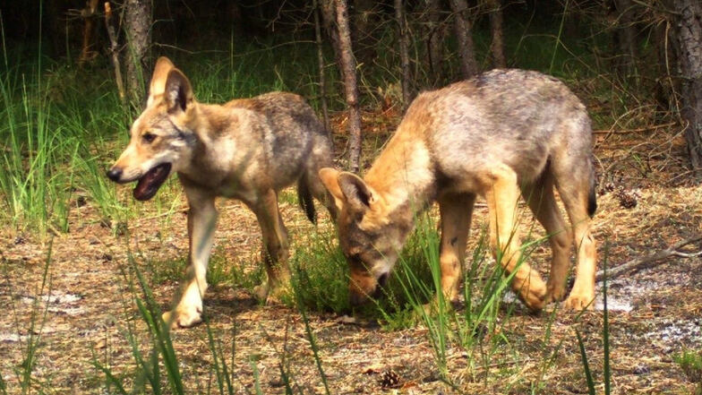 Zwei junge Wölfe, aufgenommen in Tschechien.
