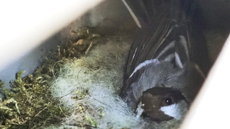 Durch den Schlitz unter dem Spätschalter der Esso-Tankstelle ist der Vogel kaum zu erkennen, geschweige denn, zu fotografieren.