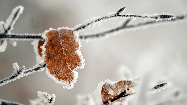 Winter – das ist nicht nur Kälte. Er lässt aus Pflanzen auch bizarre Gebilde entstehen, die das Herz erfreuen.