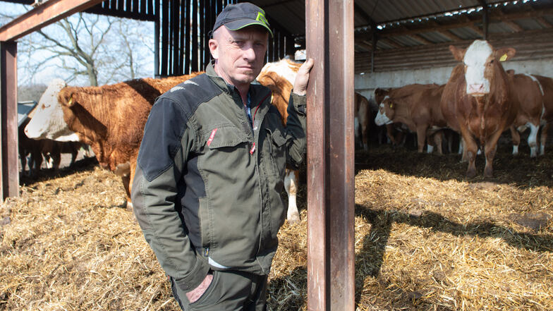 Landwirt Matthias Hennig ist verärgert. Bereits zum dritten Mal wurde ein Kalb aus seine Herde gerissen. Er fordert Konsequenzen.