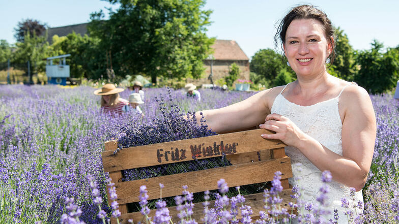 Lavendel, so weit das Auge reicht: Christine Winkler-Dudczig erntet mit Helfern gerade die duftende Pflanze auf ihrem Feld in Königshain-Wiederau, nahe Mittweida.