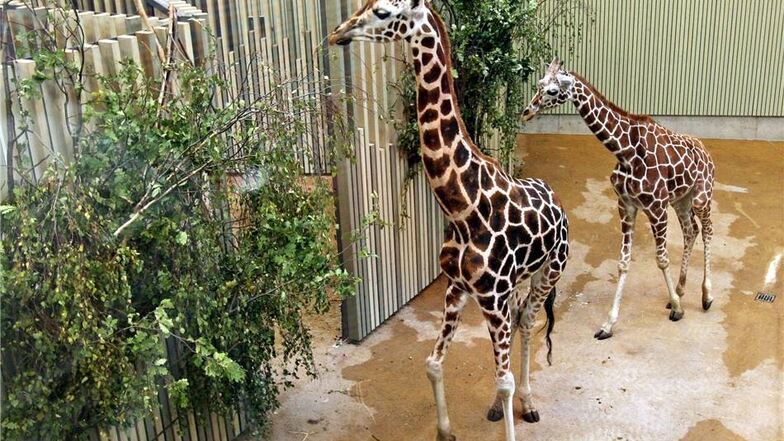 Die Giraffenbullen "Ulembo" und "Abidemi" stehenim August 2008 in ihrem neuen Giraffenhaus im Dresdner Zoo.
