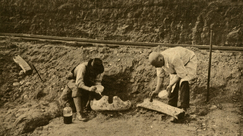 In den 1920er- und 1930er-jahren wurden in der Lehmgrube der Prohliser Ziegelei Kunath wiederholt Knochen- und Zahnreste von Mammuts und anderen eiszeitlichen Großsäugetieren freigelegt.