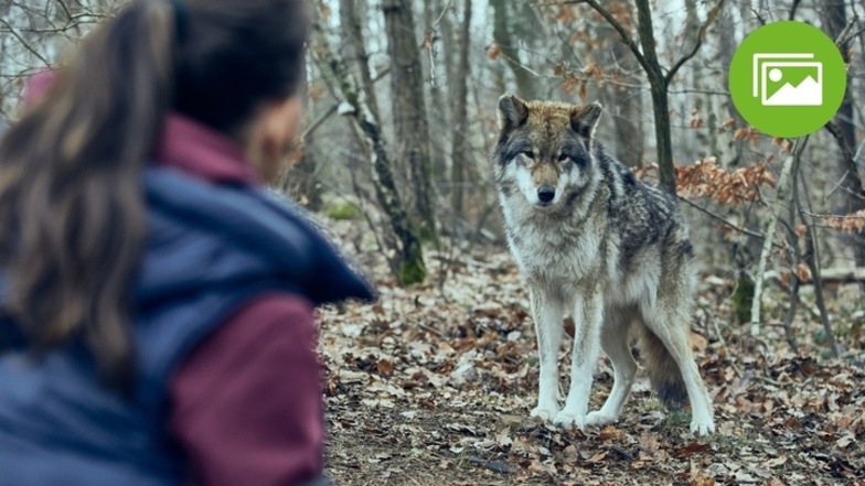 Ein besonderer Moment bei den aktuellen Dreharbeiten: Yvonne Catterfeld am Set mit einem Wolf.