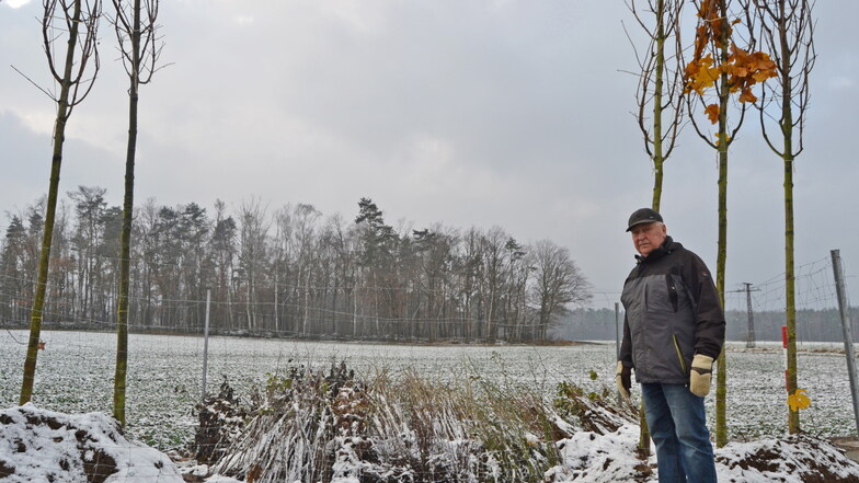 Manfred Grafe aus Blochwitz inspiziert die neu gepflanzten Ahornbäume nahe der A 13 am Verbindungsweg nach Linz.