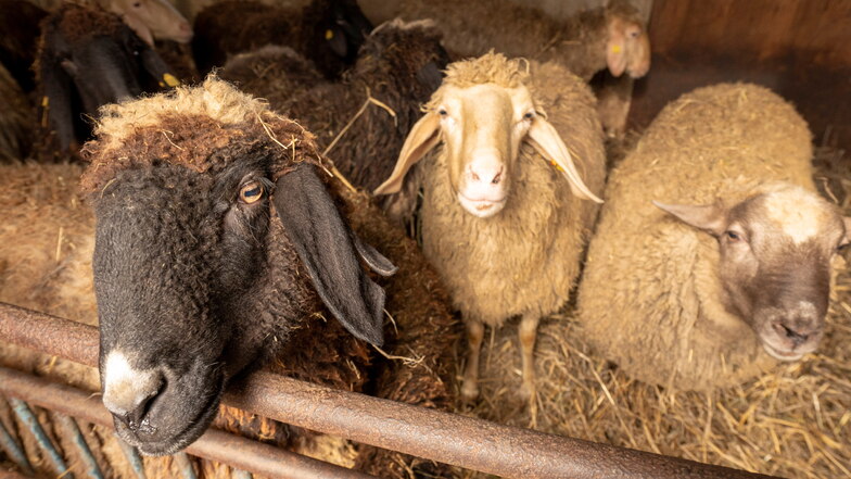 Warm, weich und kuschlig: Bis zum Weihnachtsfest sind die Schafe, die sich durch ihre dicke Wolle auszeichnen, meist auf der Weide. Spätestens am Heiligen Abend seien jedoch alle Tiere in den Ställen,.