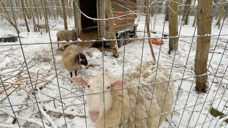 Vernachlässigte Tiere wurden auch in Radebeul vermutet: In dieser Schafherde lag Anfang Januar ein verendetes Tier.