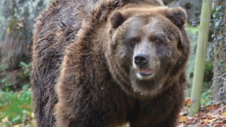 Der Zoo in Decin präsentiert pünktlich zu seinem
70. Geburtstag den neuen Sibirischen Braunbär.