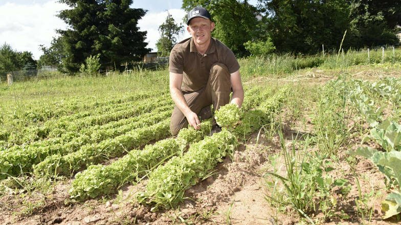 Landwirt Steve Adam vom Kastanienhof Adam auf dem Salatfeld.