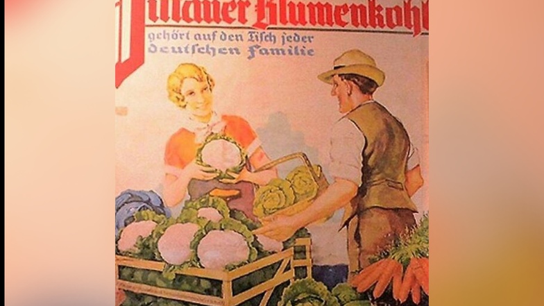 Mit diesem Plakat wurde der Zittauer Blumenkohl in den 1930er Jahren beworben.